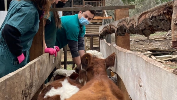 Medicina Veterinaria realizó operativos en dos comunas de La Araucanía